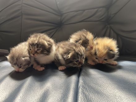 Wunderschöne BKH / BLH Kitten