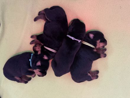 ADRK Rottweiler Welpen von der Wuthaburg