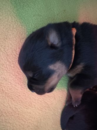 ADRK Rottweiler Welpen von der Wuthaburg