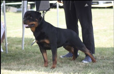 ADRK Rottweiler Welpen von der Wuthaburg