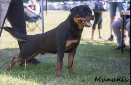 ADRK Rottweiler Welpen von der Wuthaburg