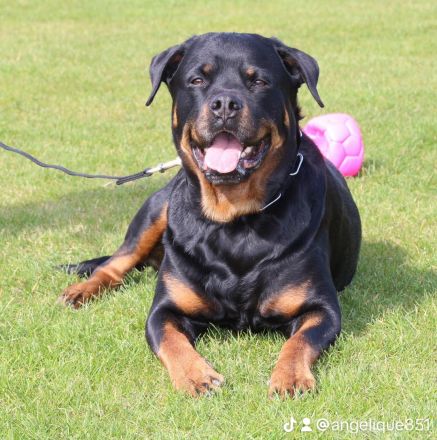 ADRK Rottweiler Welpen von der Wuthaburg