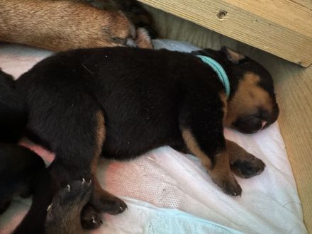 ADRK Rottweiler Welpen von der Wuthaburg