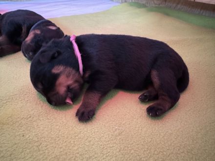 ADRK Rottweiler Welpen von der Wuthaburg
