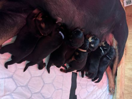 ADRK Rottweiler Welpen von der Wuthaburg