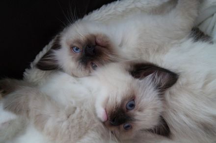 Kitten, Ragdollkitten, Reinrassige Ragdollkitten, Katzen Babys,Kätzchen