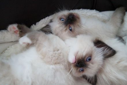 Kitten, Ragdollkitten, Reinrassige Ragdollkitten, Katzen Babys,Kätzchen