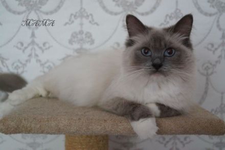 Kitten, Ragdollkitten, Reinrassige Ragdollkitten, Katzen Babys,Kätzchen