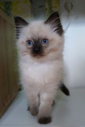 Kitten, Ragdollkitten, Reinrassige Ragdollkitten, Katzen Babys,Kätzchen