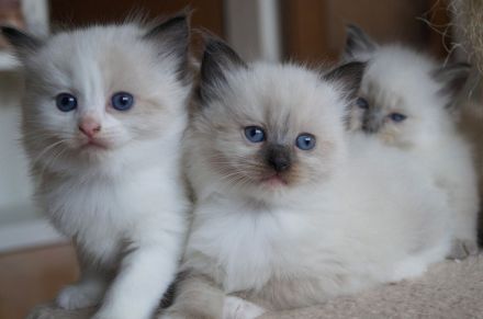 Kitten, Ragdollkitten, Reinrassige Ragdollkitten, Katzen Babys,Kätzchen