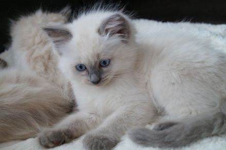 Kitten, Ragdollkitten, Reinrassige Ragdollkitten, Katzen Babys,Kätzchen