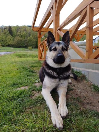 Erfahrener OES Deckrüde