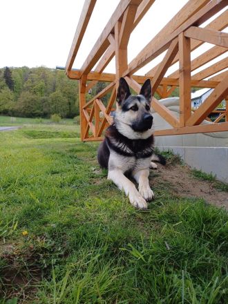 Erfahrener OES Deckrüde