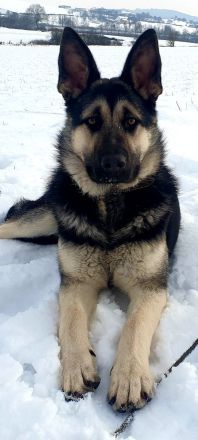 Erfahrener OES Deckrüde