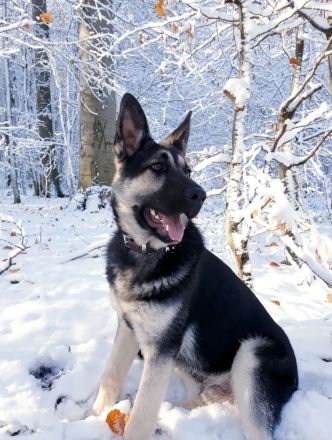 Erfahrener OES Deckrüde