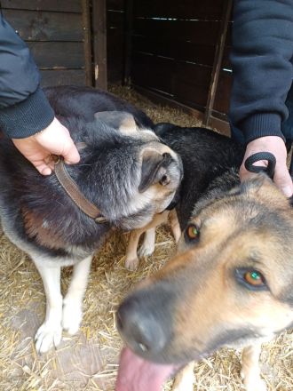 Erfahrener OES Deckrüde