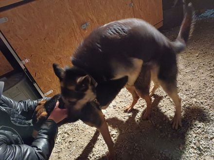 Erfahrener OES Deckrüde