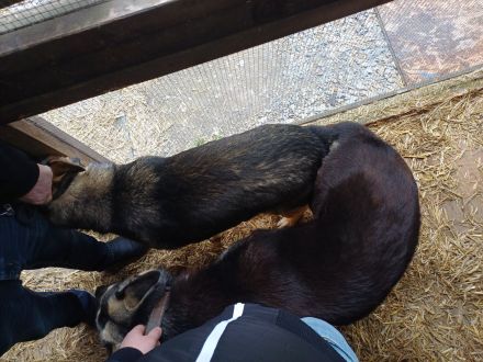 Erfahrener OES Deckrüde