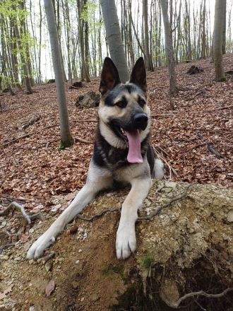 Erfahrener OES Deckrüde