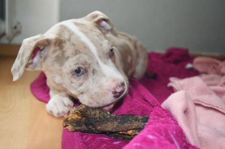 American Bully welpen in gute Hände abzugeben