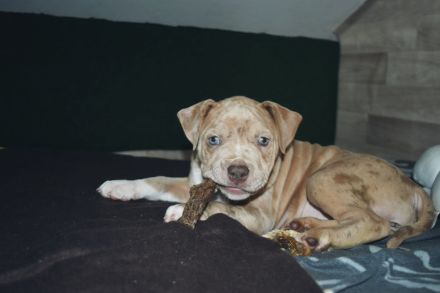 American Bully welpen in gute Hände abzugeben