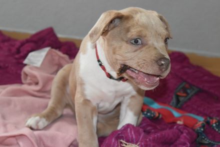 American Bully welpen in gute Hände abzugeben