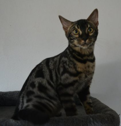 Bengal Katerchen in silber charcoal, Abgabe bereit