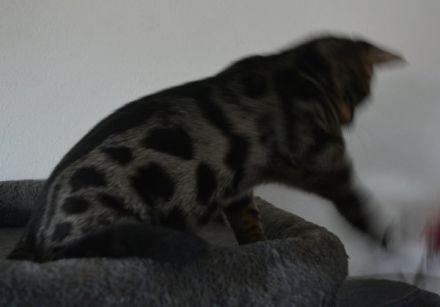 Bengal Katerchen in silber charcoal, Abgabe bereit