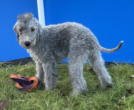 Blue Hunter Boss Hoss