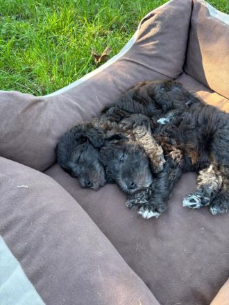 Blue Hunter Boss Hoss