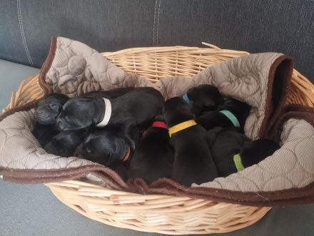 Labrador-Welpen abzugeben Juli 2024