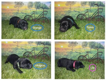 Labrador-Welpen abzugeben Juli 2024