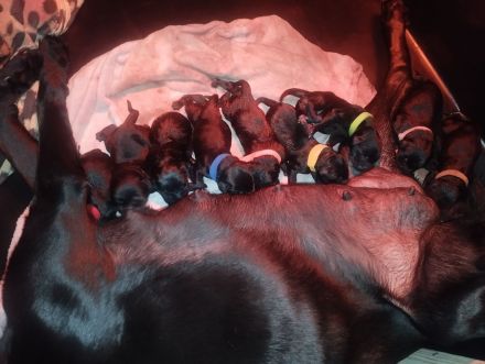 Labrador-Welpen abzugeben Juli 2024