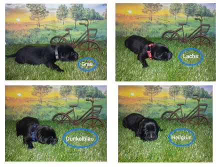 Labrador-Welpen abzugeben Juli 2024