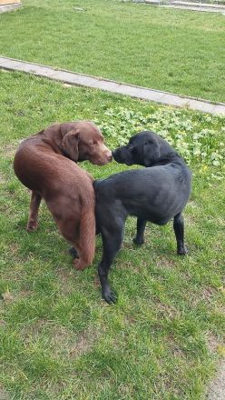 Labrador-Welpen abzugeben Juli 2024