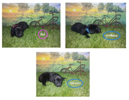 Labrador-Welpen abzugeben Juli 2024