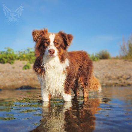 Mini Aussie mit Papieren (Miniature Australian Shepherd)