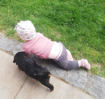 Mini Aussie mit Papieren (Miniature Australian Shepherd)