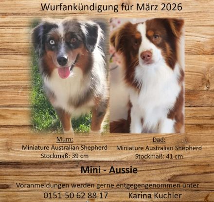 Mini Aussie mit Papieren (Miniature Australian Shepherd)