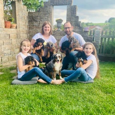 Mini Aussie mit Papieren (Miniature Australian Shepherd)