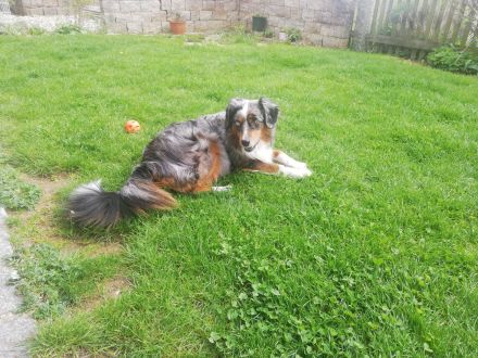 Mini Aussie mit Papieren (Miniature Australian Shepherd)