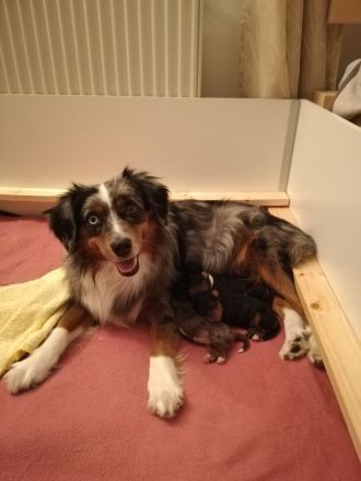 Mini Aussie mit Papieren (Miniature Australian Shepherd)