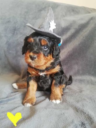 Mini Aussie mit Papieren (Miniature Australian Shepherd)