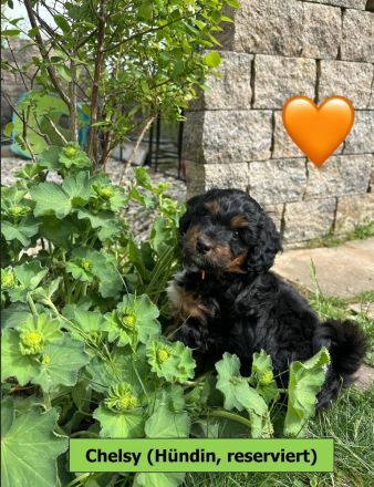 Mini Aussiedoodle mit Papieren, Medium / Mini Doodle, wie Labradoodle / Goldendoodle