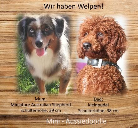 Mini Aussiedoodle mit Papieren, Medium / Mini Doodle, wie Labradoodle / Goldendoodle