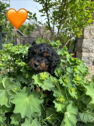 Mini Aussiedoodle mit Papieren, Medium / Mini Doodle, wie Labradoodle / Goldendoodle
