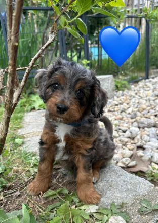 Mini Aussiedoodle mit Papieren, Medium / Mini Doodle, wie Labradoodle / Goldendoodle