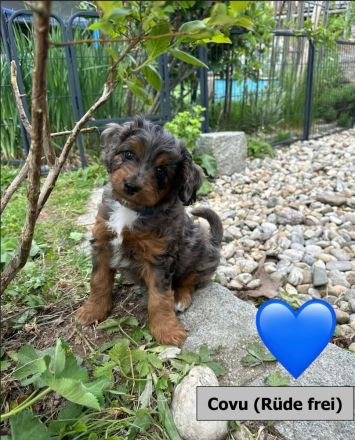 Mini Aussiedoodle mit Papieren, Medium / Mini Doodle, wie Labradoodle / Goldendoodle