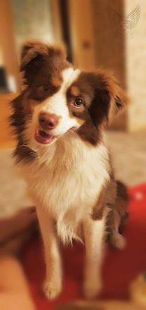 Mini Aussie mit Papieren (Miniature Australian Shepherd)