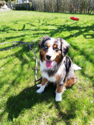 Mini Aussie mit Papieren (Miniature Australian Shepherd)